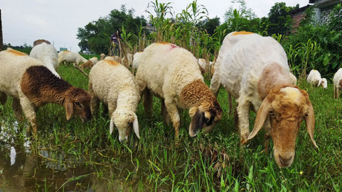 Safwan Agro Farm visual 3