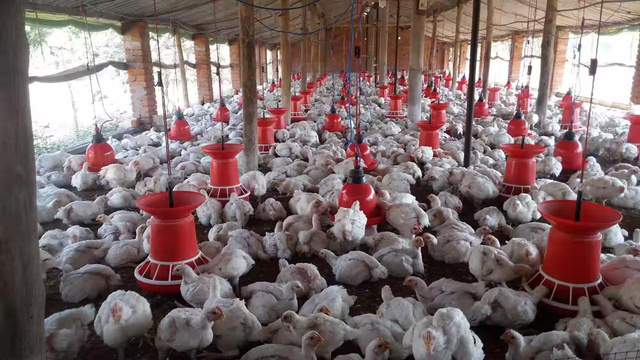 Safwan Agro Farm visual 1